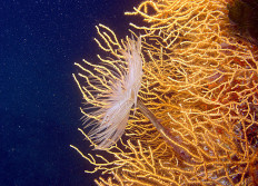 Carry le Rouet  juin 2008