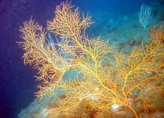 Port-Vendres août 2008