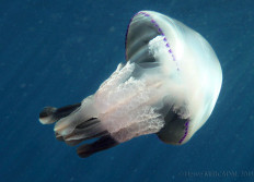 Estartit septembre 2011