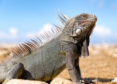 Bonaire octobre 2016