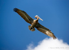 Bonaire octobre 2018