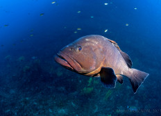 L'estartit octobre 2023